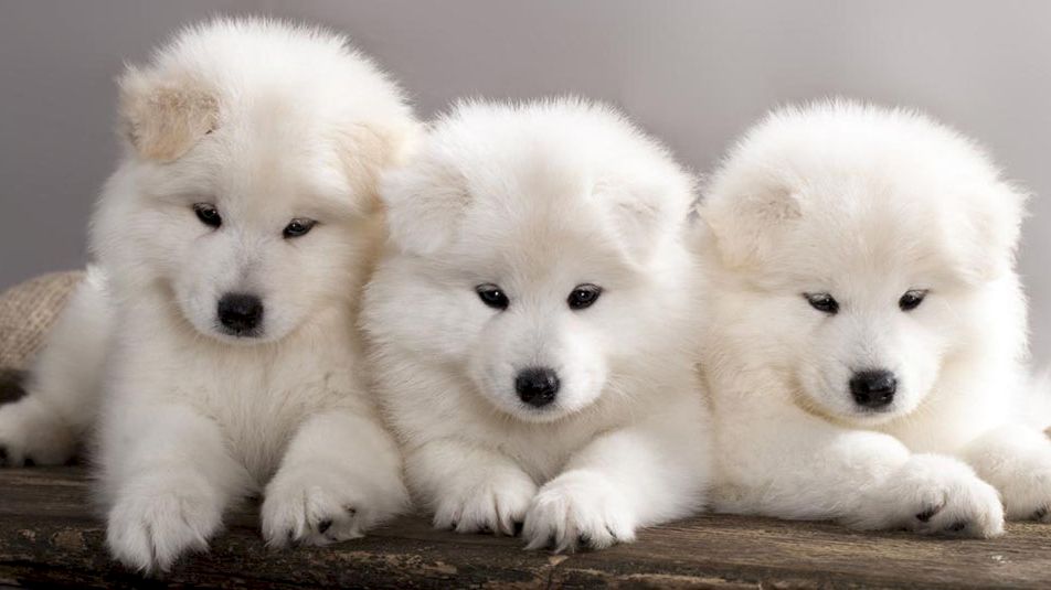 The image shows three fluffy white puppies sitting close together on a wooden surface, looking adorably towards the camera.