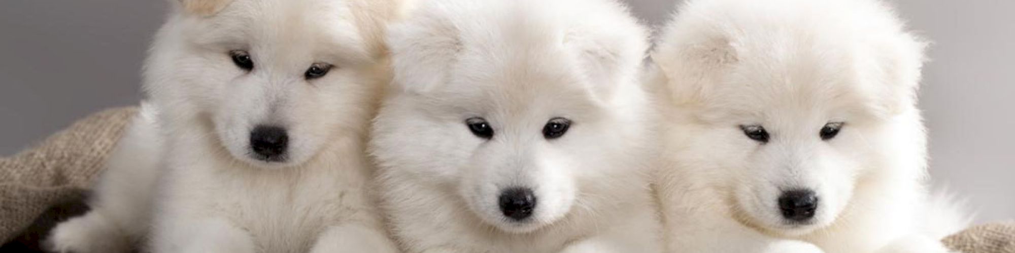 The image shows three fluffy white puppies sitting close together on a wooden surface, looking adorably towards the camera.