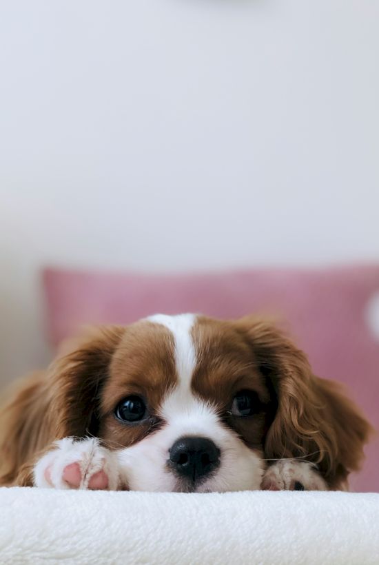 A cute brown and white puppy peeks over the edge of a surface, with a pink pillow in the background.